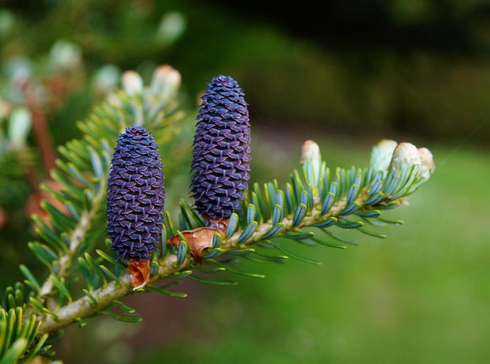 Semen stromů je nedostatek