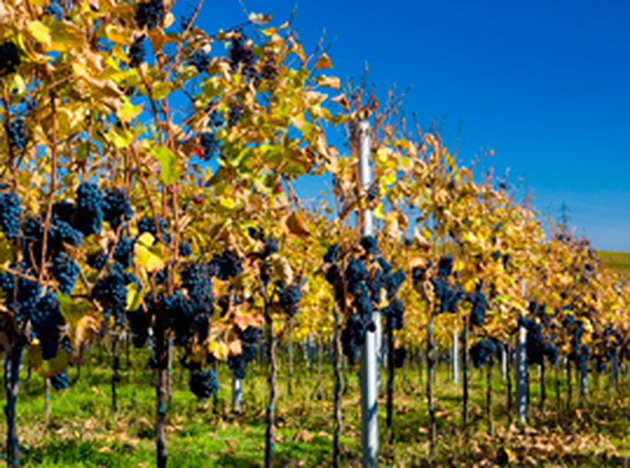 Víno se pěstuje skoro v celé republice