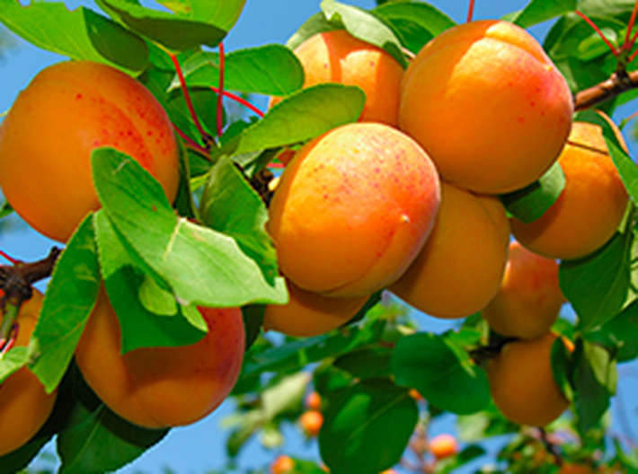 Kolik ovoce vypěstujeme a sníme