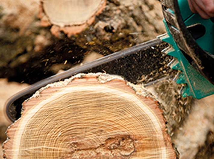 Rekordní těžba dřeva souvisí s kůrovcovou kalamitou