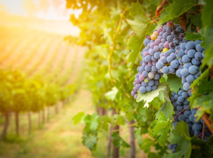 Rozloha vinic i spotřeba vína roste