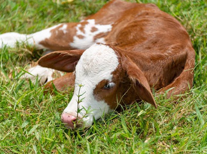 Podnikatelský důchod zemědělců meziročně klesl
