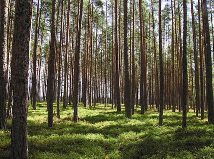 Kalamita v českých lesích je zatím na ústupu